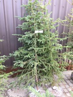 (5)Spruce Trees , Approx 5'.