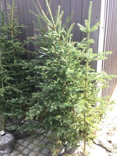 (5)Spruce Trees , Approx 5'.