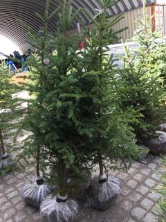 (5)Spruce Trees , Approx 4'.