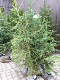 (5)Spruce Trees , Approx 4'.