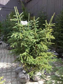 (5)Spruce Trees , Approx 4'.