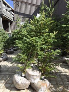(5)Spruce Trees , Approx 4'.