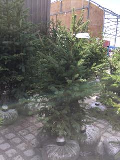 (5)Spruce Trees , Approx 3'.