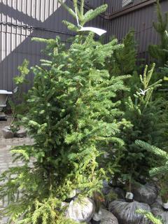 (5)Spruce Trees , Approx 3'.