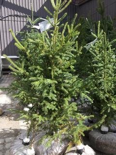 (5)Spruce Trees , Approx 3'.