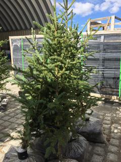 (5)Spruce Trees , Approx 3'.