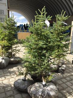 (5)Spruce Trees , Approx 3'.