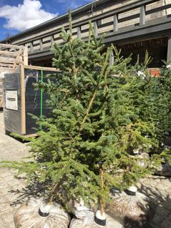 (5)Spruce Trees , Approx 3'.