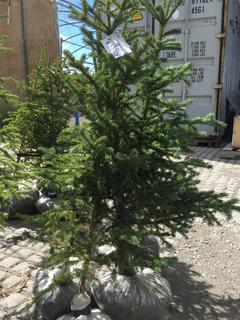 (4)Spruce Trees , Approx 3'.