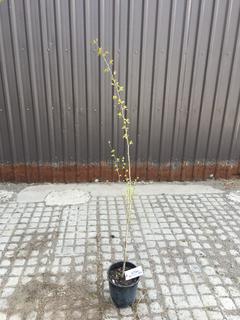 (1) 2 Gal. Trembling Aspen Potted Tree Approximately 100-200 cm Tall.