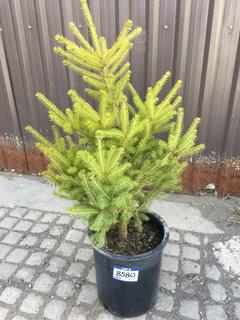 (1) 5 Gal. White Spruce Potted Tree Approximately 30-60 cm Tall.