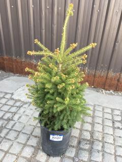 (1) 5 Gal. White Spruce Potted Tree Approximately 30-60 cm Tall.
