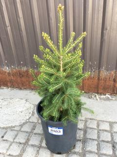 (1) 5 Gal. White Spruce Potted Tree Approximately 30-60 cm Tall.