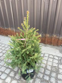 (1) 5 Gal. White Spruce Potted Tree Approximately 30-60 cm Tall.