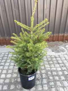 (1) 5 Gal. White Spruce Potted Tree Approximately 30-60 cm Tall.