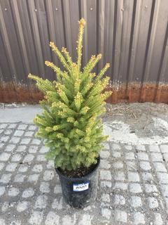 (1) 5 Gal. White Spruce Potted Tree Approximately 30-60 cm Tall.
