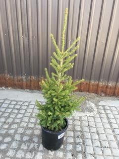 (1) 5 Gal. White Spruce Potted Tree Approximately 30-60 cm Tall.