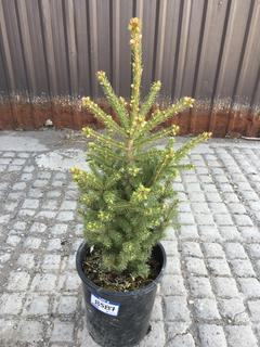 (1) 5 Gal. White Spruce Potted Tree Approximately 30-60 cm Tall.