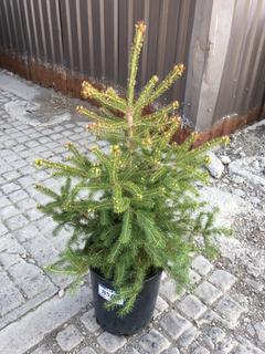 (1) 5 Gal. White Spruce Potted Tree Approximately 30-60 cm Tall.