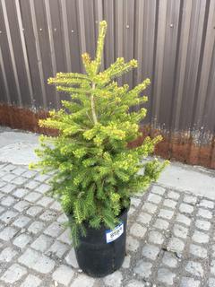 (1) 5 Gal. White Spruce Potted Tree Approximately 30-60 cm Tall.