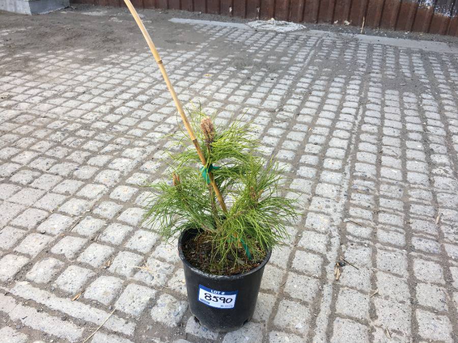 (1) 2 Gal. Mountain Pine Potted Tree Approximately 15-35 cm Tall.