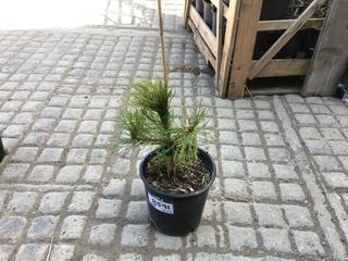 (1) 2 Gal. Mountain Pine Potted Tree Approximately 15-35 cm Tall.
