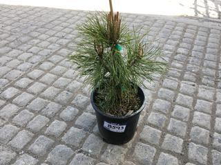 (1) 2 Gal. Mountain Pine Potted Tree Approximately 15-35 cm Tall.