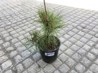 (1) 2 Gal. Mountain Pine Potted Tree Approximately 15-35 cm Tall.