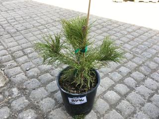 (1) 2 Gal. Mountain Pine Potted Tree Approximately 15-35 cm Tall.
