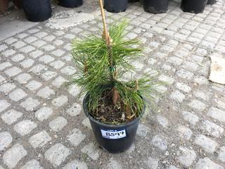 (1) 2 Gal. Mountain Pine Potted Tree Approximately 15-35 cm Tall.