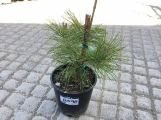 (1) 2 Gal. Mountain Pine Potted Tree Approximately 15-35 cm Tall.