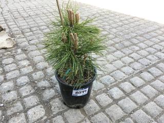 (1) 2 Gal. Mountain Pine Potted Tree Approximately 15-35 cm Tall.