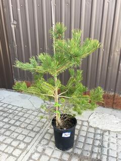 (1) 5 Gal. Scotts Pine Potted Tree Approximately 50-90 cm Tall.