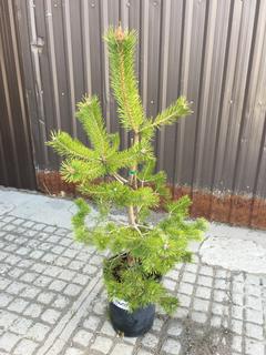 (1) 5 Gal. Scotts Pine Potted Tree Approximately 50-90 cm Tall.