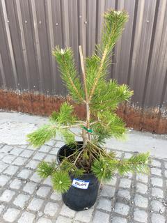 (1) 5 Gal. Scotts Pine Potted Tree Approximately 50-90 cm Tall.