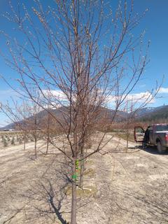 (1) 70mm Schubert Flowering Chokecherry Basketed Tree.