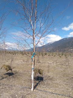 (1) 50mm Prairie Dream Paper Birch Basketed Tree.