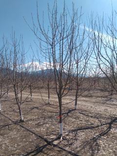 (1) 70mm Battleford Eating Apple Basketed Tree.