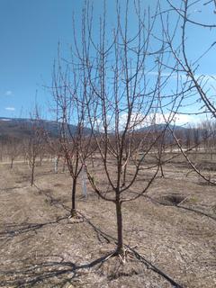 (1) 70-80mm Goodland Eating Apple Basketed Tree.