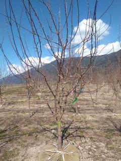 (1) 70-80mm Parkland Eating Apple Basketed Tree.