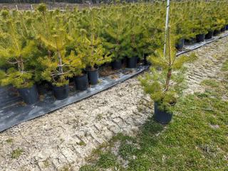 (1) 5 Gal. Scotts Pine Potted Tree Approximately 50-90 cm Tall.
