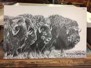 Musk Ox Print. 27 In. x 17 In.