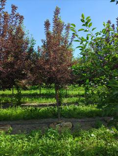 (1) 50mm Schubert Chokecherry Basketed Tree