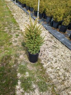 (5) 5 Gal. White Spruce (Coniferous Tree) Potted.