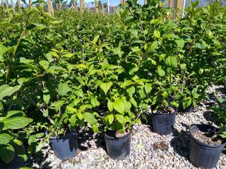 (2) 2 Gal. Villosa Lilac (Purple Flowering Deciduous Shrub) Potted.