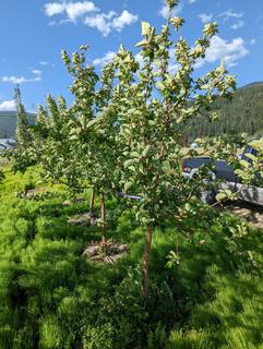 (1) 50mm Norkent Eating Apple Basketed Tree