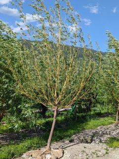 (1) 80-90mm Golden Willow Basketed Tree