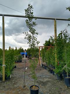 (1) 5 Gal. Swedish Columnar Aspen (Deciduous Columar Tree) Potted.