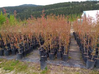 (2) 5 Gal. Swedish Columnar Aspen (Deciduous Columar Tree) Potted.