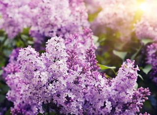 (2) 2 Gal. Villosa Lilac (Purple Flowering Deciduous Shrub) Potted.